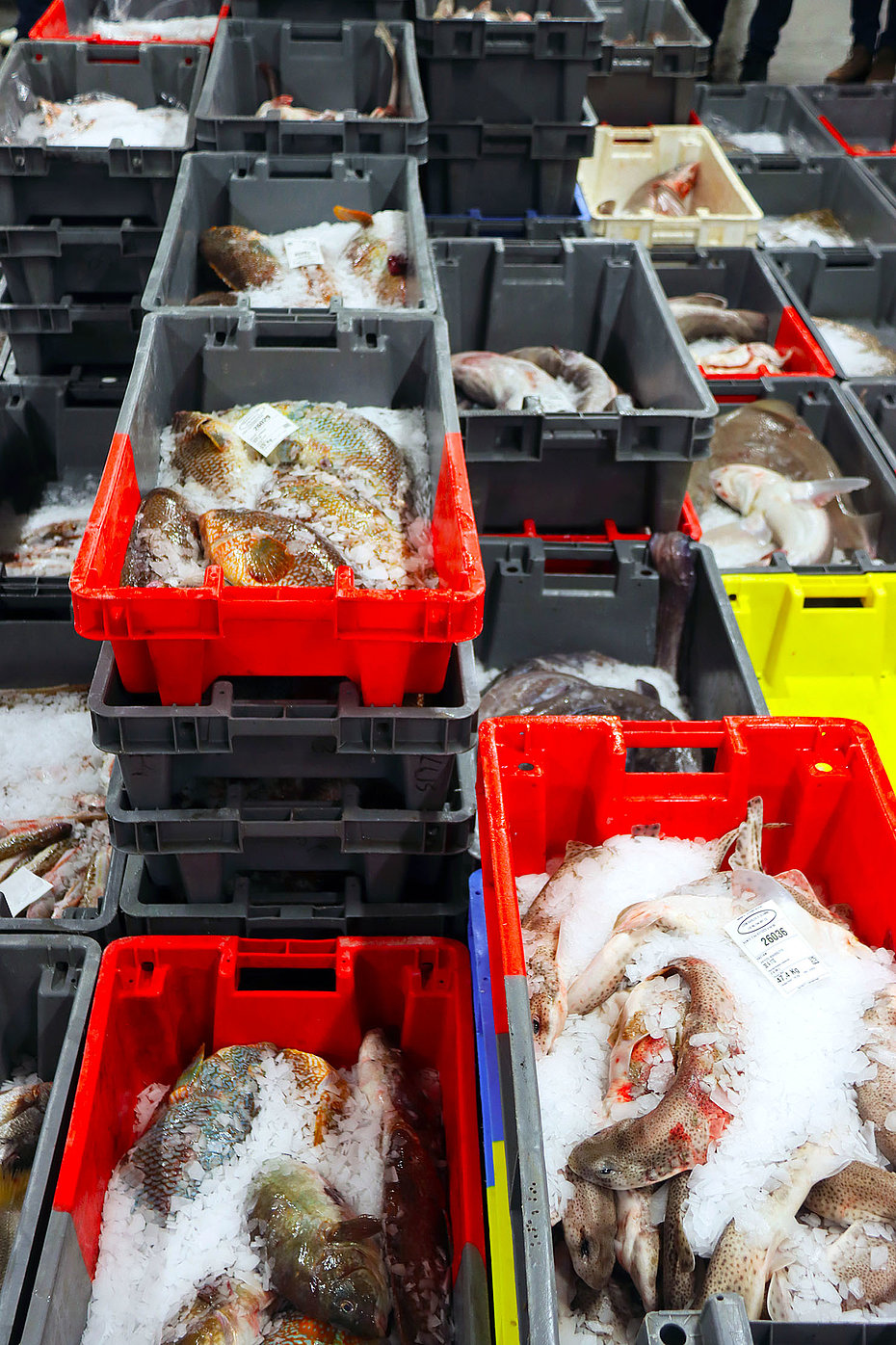 Poissons à la criée des Sables d'Olonne