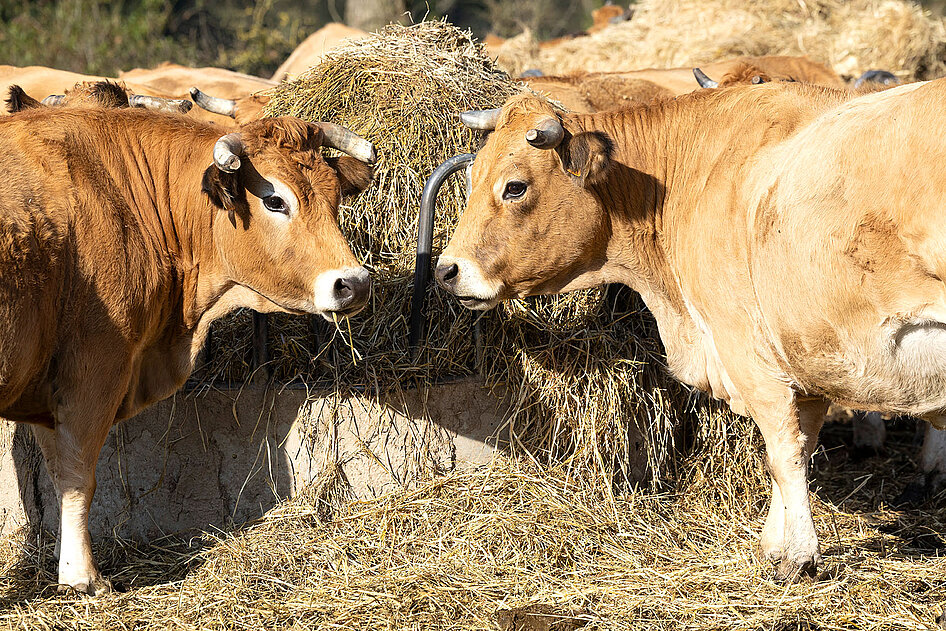 Vache de race Aubrac, Ferme de La Boislivière