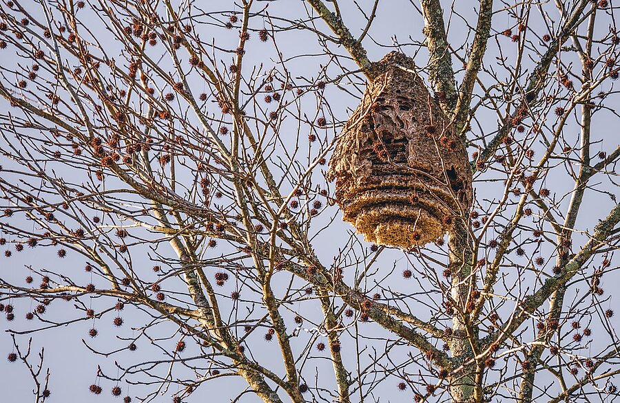 Un nid de frelons asiatiques au sommet d'un arbre Un nid de frelons asiatiques au sommet d'un arbre