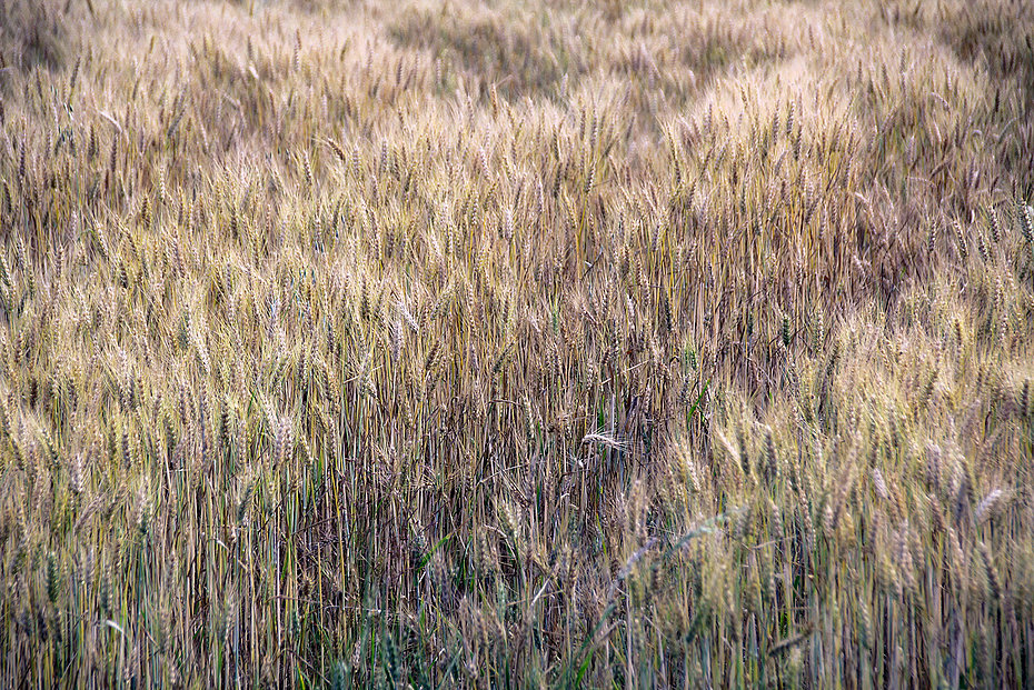 Champ de blé