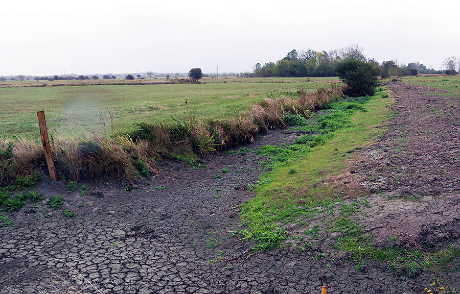 À La Sauvagette (Soullans), les berges ont été rénovées et des plantes locales y ont été plantées afin de limiter la prolifération des espèces exotiques envahissantes. Chemin de terre entouré d'herbes et de plantes invasives