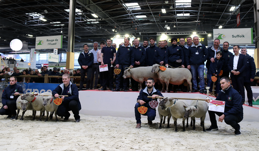 Photo du concours Mouton vendéens qui récompensent les meilleurs élevages ovins Photo du concours Mouton vendéens qui récompensent les meilleurs élevages ovins