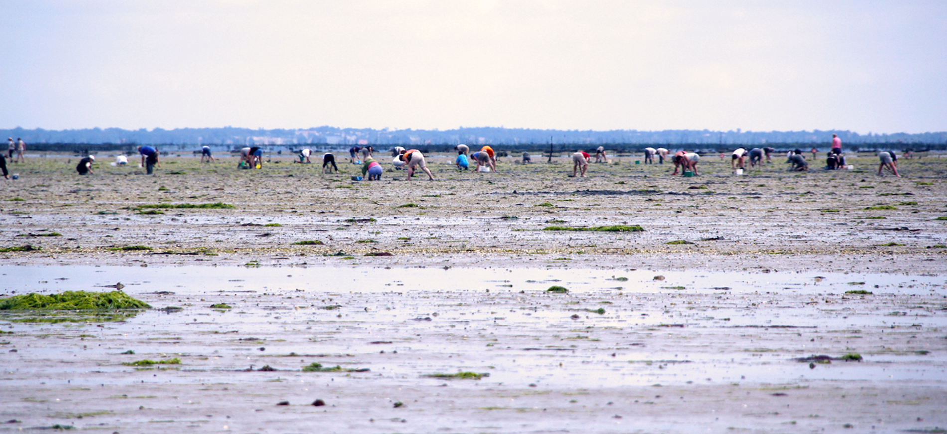 Pêcheurs sur le Gois. Pêcheurs à pied sur le Gois.
