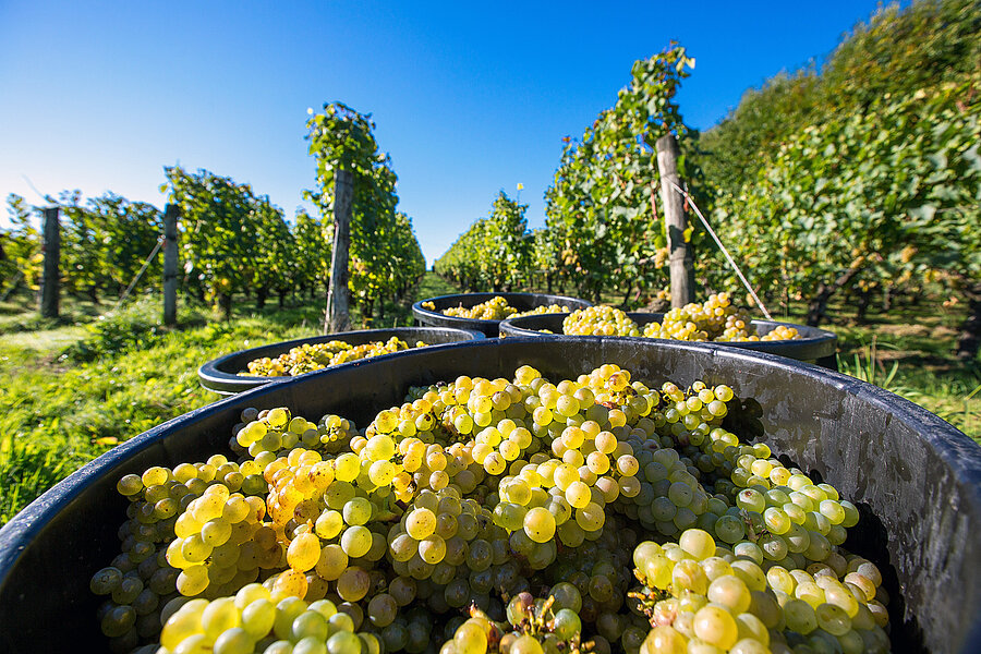 Les vendanges au Domaine de la Barbinière, à Chantonnay Les vendanges au Domaine de la Barbinière, à Chantonnay