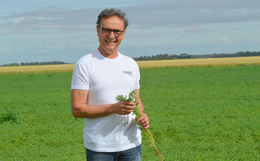 Au cœur des parcelles de pois chiches Label Rouge chez Didier Plaire, producteur Cavac 