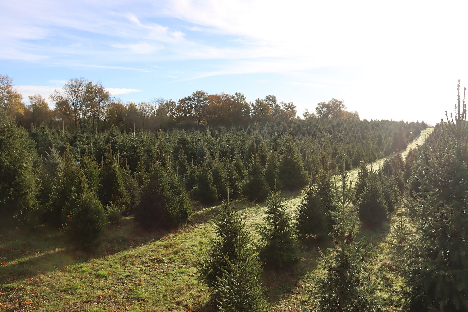 Sapins