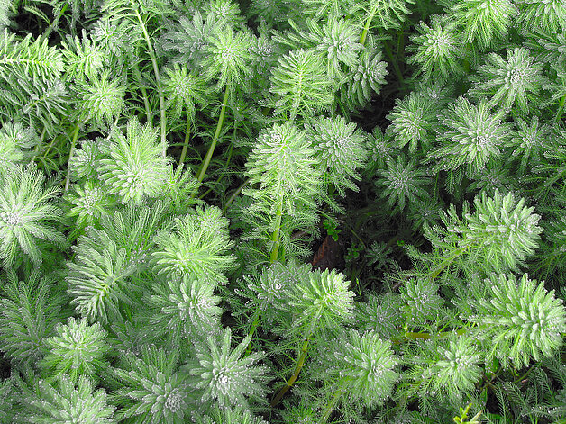 La Myriophylle Plante envahissante exotique