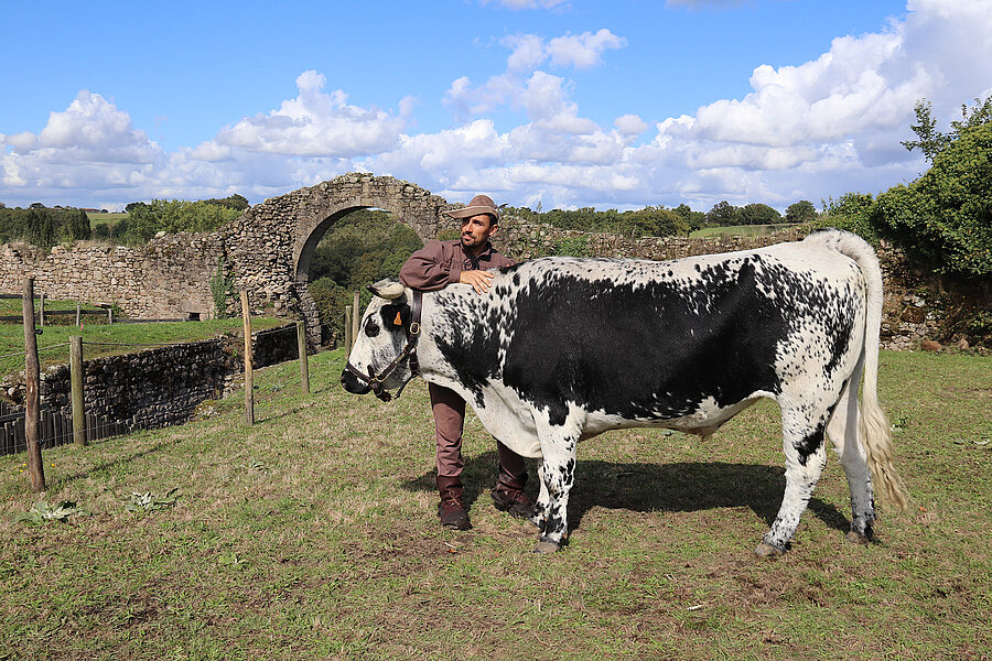 Laurent Martin avec l'un de ses bovins aux Médiévales de Tiffauges Laurent Martin avec l'un de ses bovins aux Médiévales de Tiffauges