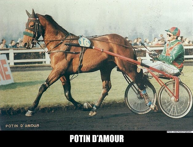 Le trotteur Potin d'Amour, né en 1981