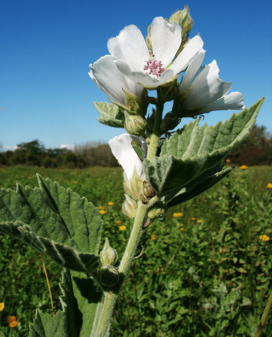 Plante "guimauve", comestible.