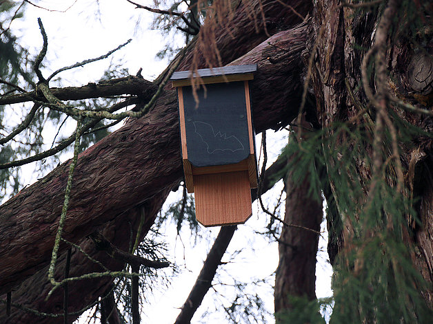 L'abris pour chauve-souris