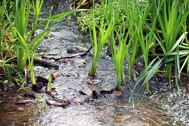 Ruisseau Ruisseau