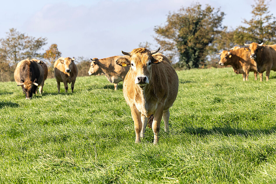 Vache de race Aubrac, Ferme de La Boislivière