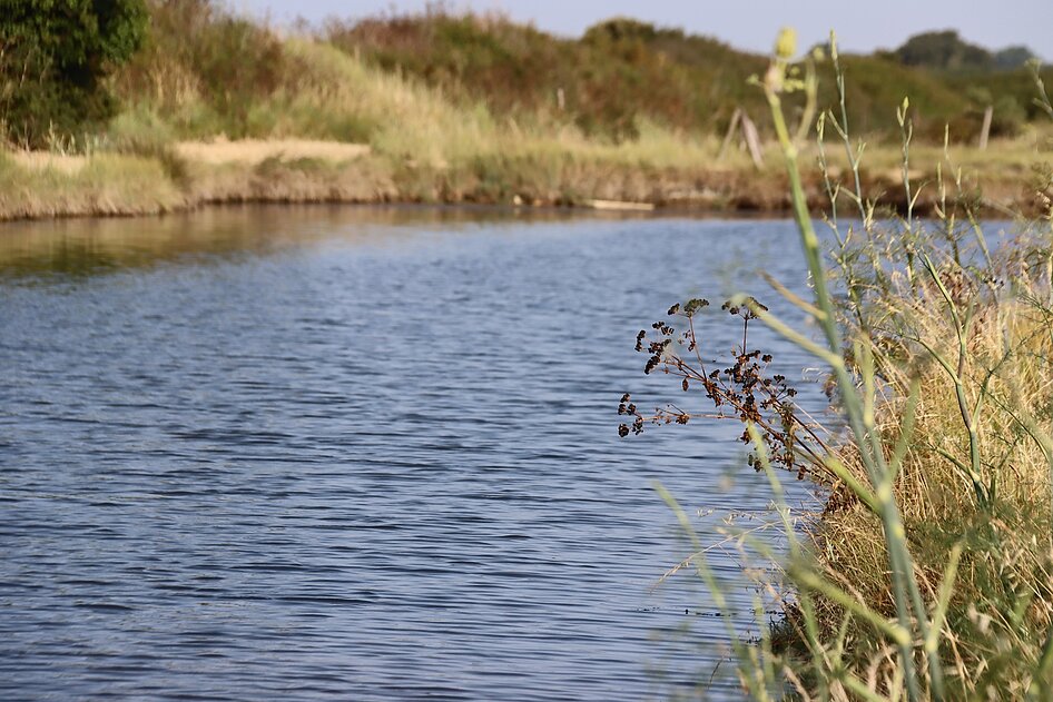 Marais de La Guitière Marais de La Guitière