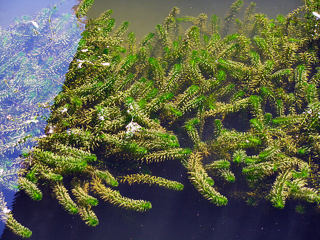 L'Égérie dense Plante aquatique invasive