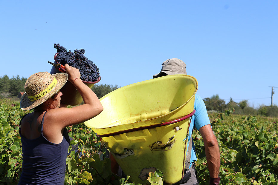 Au Domaine des Granges, les vendanges se font à la main.