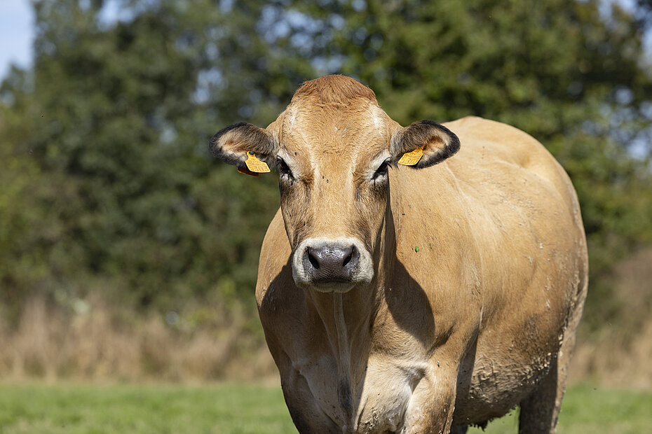 Vache de race Parthenaise