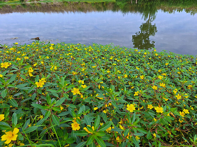 La Jussie Fleur d'eau