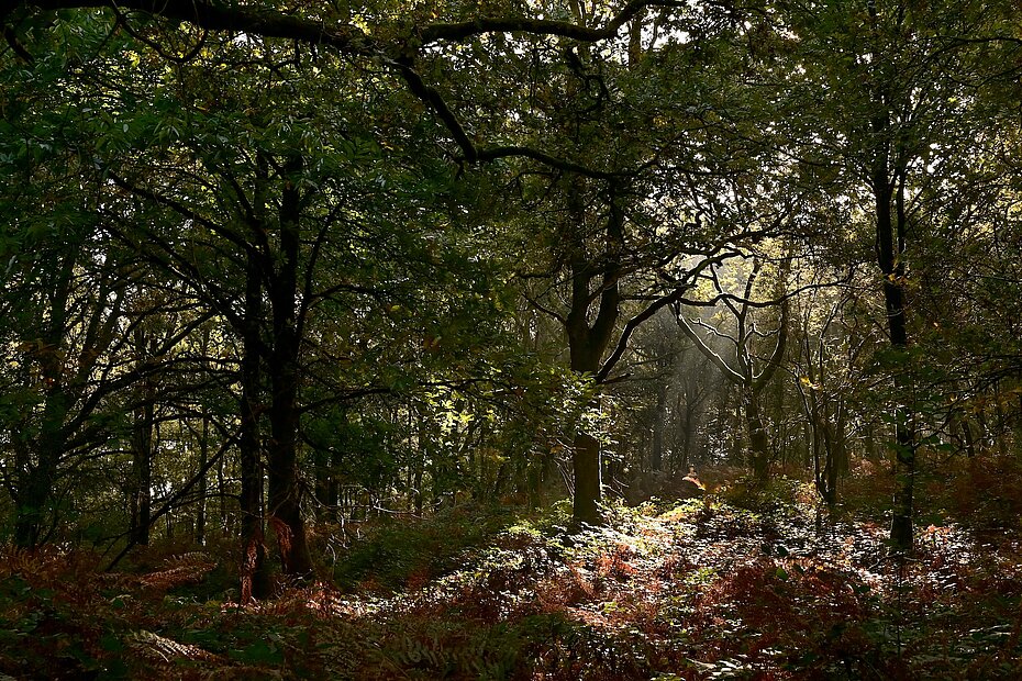Le bois de la Maha