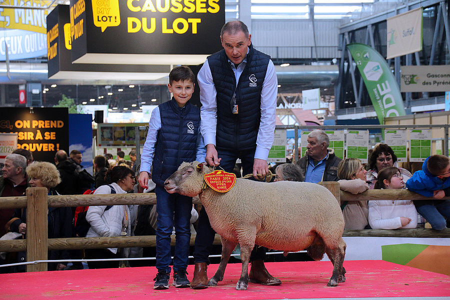 Un Mouton vendéen récompensé au Salon de l'agriculture