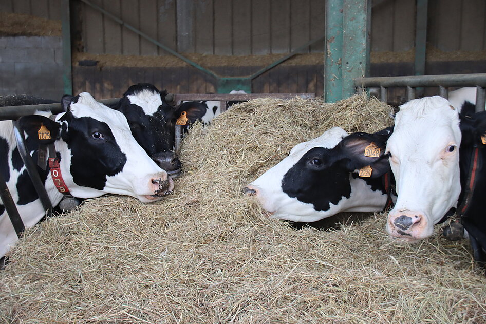 Vaches du Gaec Le Bac à Coëx Vaches du Gaec Le Bac à Coëx