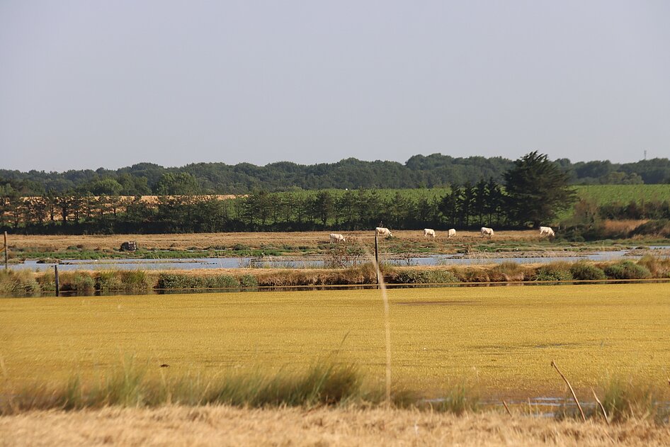 Marais de La Guitière Marais de La Guitière